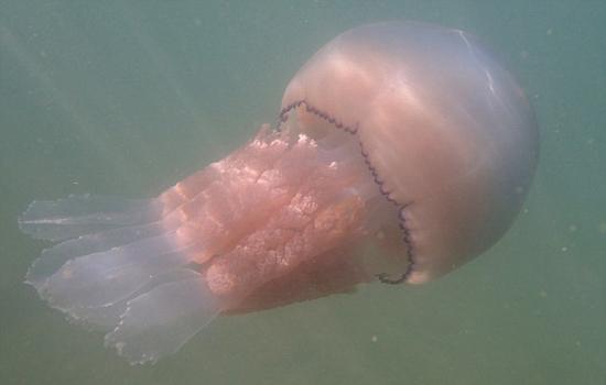 Ӣl(f)F(xin)Ͱˮĸ ֱ1_20D