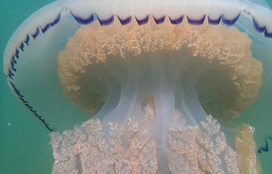 Ӣl(f)F(xin)Ͱˮĸ ֱ1_20D