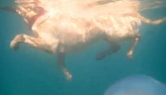 Ӣl(f)F(xin)Ͱˮĸ ֱ1_20D