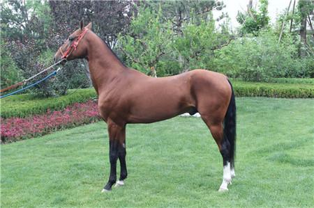 ѪRٴ౱ NRǌؐеČؐ