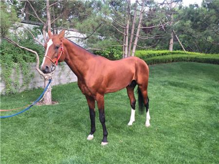 汗血寶馬再次亮相北京 種公馬是寶貝中的寶貝